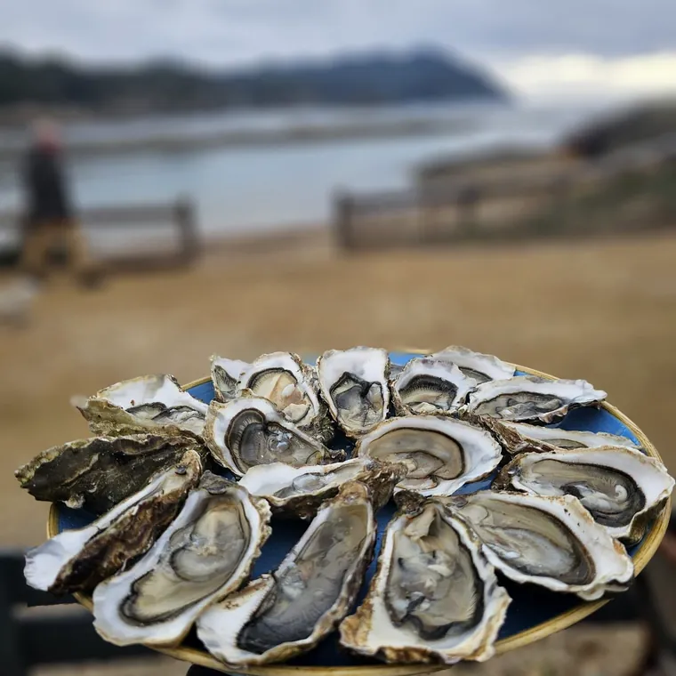 Plateau d'huîtres ouvert devant la lagune.